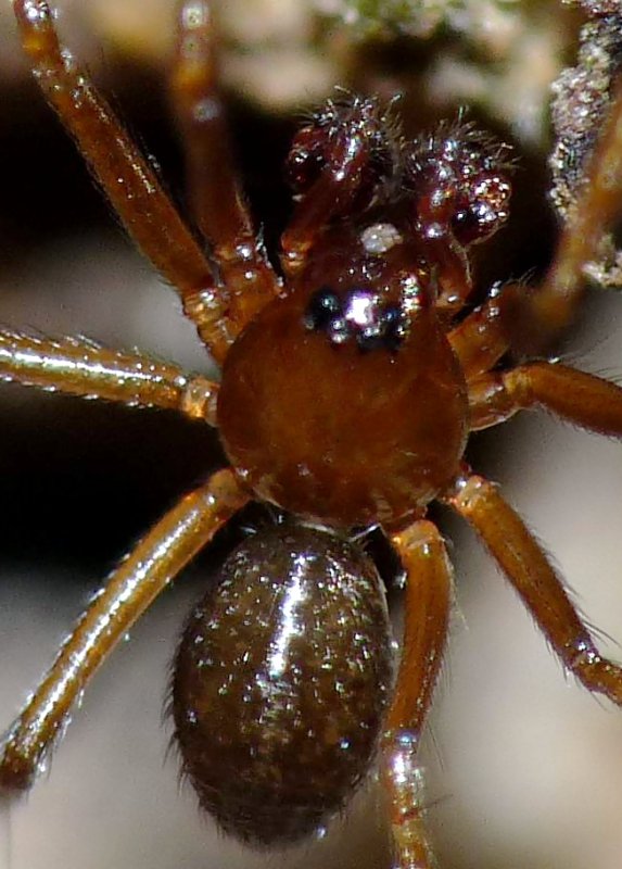 Linyphiidae